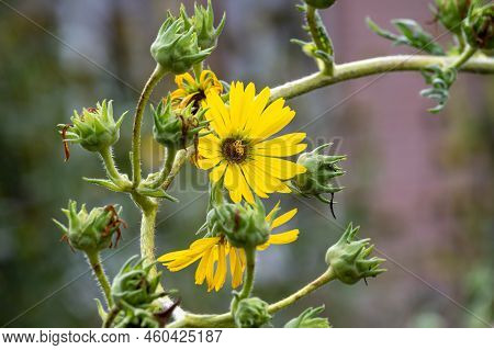 Yellow Flowers Heads Of Silphium Laciniatum Or Compass Plant Growing In Garden