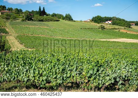 Landscape With Vineyards Near Beaujolais Wine Making Village Val D'oingt, Gateway To Beaujolais Wine