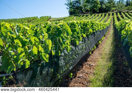 Green Unripe Gamay Noir Grape Growing On Hilly Vineyards Near Beaujolais Wine Making Village Val D'o