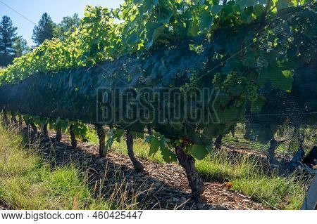 Green Unripe Gamay Noir Grape Growing On Hilly Vineyards Near Beaujolais Wine Making Village Val D'o