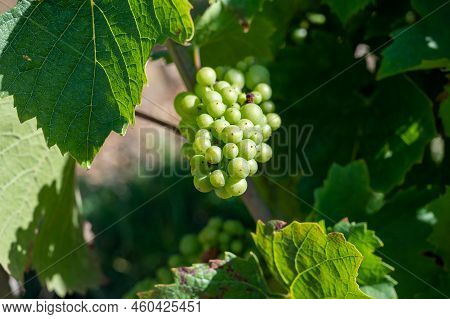 Green Unripe Gamay Noir Grape Growing On Hilly Vineyards Near Beaujolais Wine Making Village Val D'o