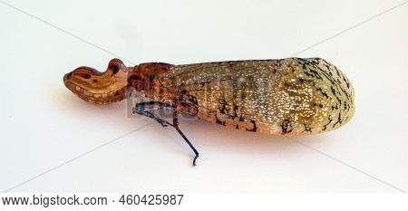 Lantern Fly, Peanut Bug, Alligator Bug Fulgora Laternaria From Peru Isolated. Fulgoridae. Collection