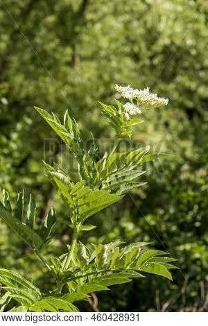 Flora Of Greece. The Medicinal Herbs Dwarf Elder (sambucus Ebulus)  With White Flowers Grows In A Mo