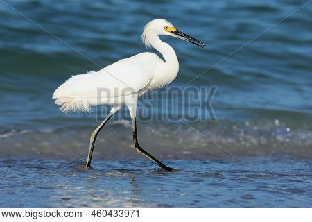 A Snowy Egret, Egretta Thula Walking Along The Tideline On A Beach In Florida