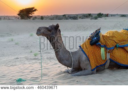 A Camel, Camelus Dromedarius, Dressed In Traditional Rajasthani Dress, At Sand Dunes Of Thar Desert,