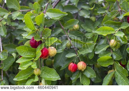 Fresh Multicolored Cherry On The Tree With Rain Drops In The Garden.