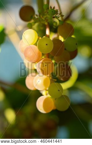 Pink Grapes Ripen On The Vine, Northern Grapes.