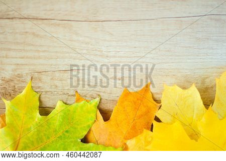 Background Of Many Yellow Maple Leaves With Space For Text On A Wooden Background. Autumn Leaf Backg
