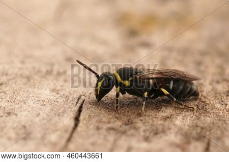 Detailed Closeup On A Small Mediterranean Yellow Feaced Bee, Hylaeus Pictus