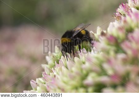 Bumblebee Collecting Pollen On Hylotelephium 'herbstfreude' (pink Sedum)