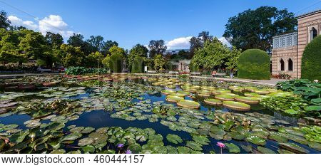 Stuttgart, Wilhelma, Germany - August 25, 2022: Tropical Water Lilies In The Wilhelma Zoological And