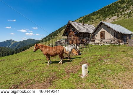 Herd Of Brown And White Horses And A Dairy Cow In A Mountain Pasture, Italy-austria Border, Feistrit
