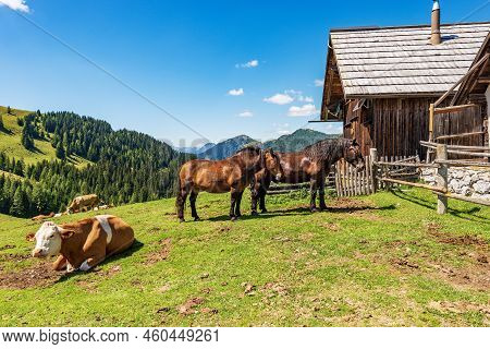 Herd Of Brown And White Dairy Cows And Horses In A Mountain Pasture, Italy-austria Border, Feistritz