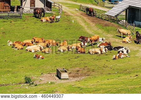 Herd Of Brown, White And Black Dairy Cows And Horses On A Mountain Pasture, Italy-austria Border, Fe