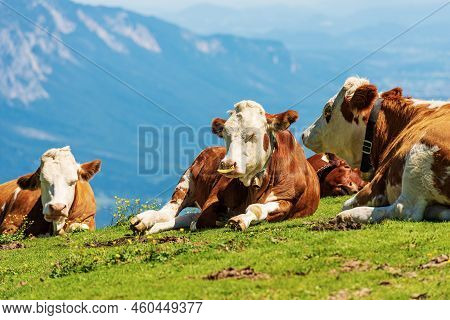 Herd Of Brown And White Dairy Cows With Cowbell On A Mountain Pasture, Green Meadow And Valley. Carn