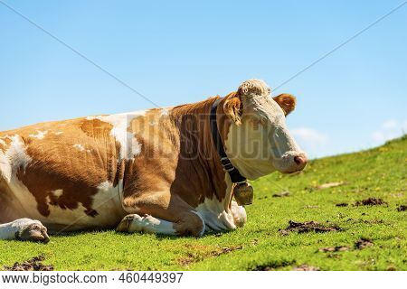 Brown And White Dairy Cow With Cowbell On A Mountain Pasture, Green Meadow And Clear Sky, Profile Vi