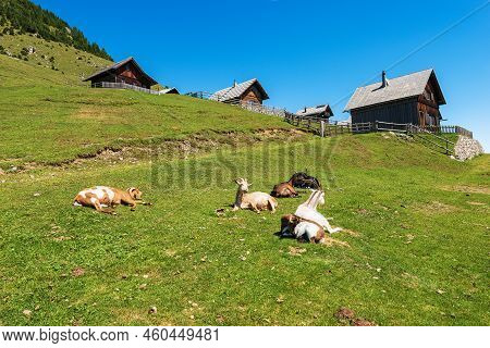 Alpine Mountain Chalets And A Group Of Goats Resting On A Green Meadow, Italy-austria Border, Feistr