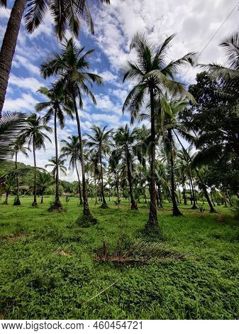 Amids Greenary Into The Coconut Trees Under Blue Sky