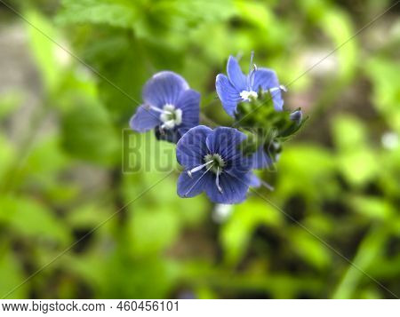 Veronika Dubravnaya (veronica Chamaedrys) Blooms With Small Blue Flowers In Spring