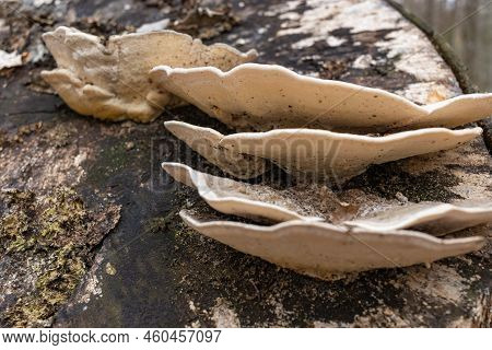 Large Parasitic Mushroom That Grows On Tree Trunks. Tinder Fungus, Hoof Fungus, Tinder Conk, Tinder 