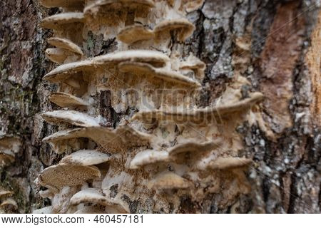 Large Parasitic Mushroom That Grows On Tree Trunks. Tinder Fungus, Hoof Fungus, Tinder Conk, Tinder 