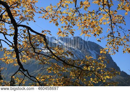 Golden Leaves Of A Maple Trees. Mount Fluebrig.