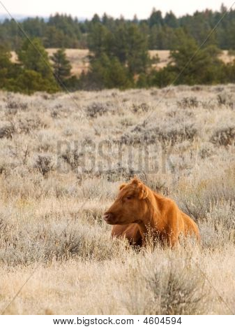 Vörös Angus Cow