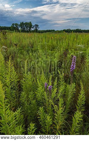 Blazing Star Dominates The Surrounding Prairie Of Mostly Goldenrod Which In A Couple Sbhort Weeks Wi