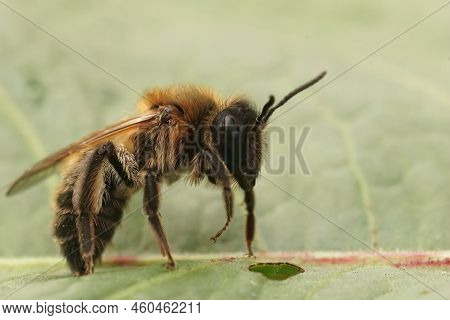 Closeup On A Too Soon And Fresh Emerged Female Chocolate Mining Bee, Andrena Scotica In The Garden
