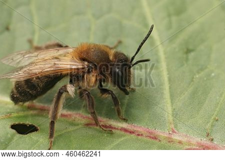 Closeup On A Too Soon And Fresh Emerged Female Chocolate Mining Bee, Andrena Scotica In The Garden