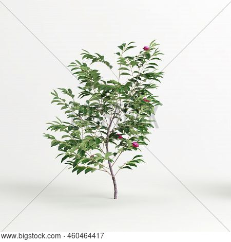 3d Illustration Of Camellia Sasanqua Isolated On White Background