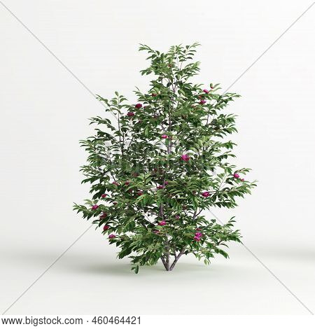 3d Illustration Of Camellia Sasanqua Isolated On White Background