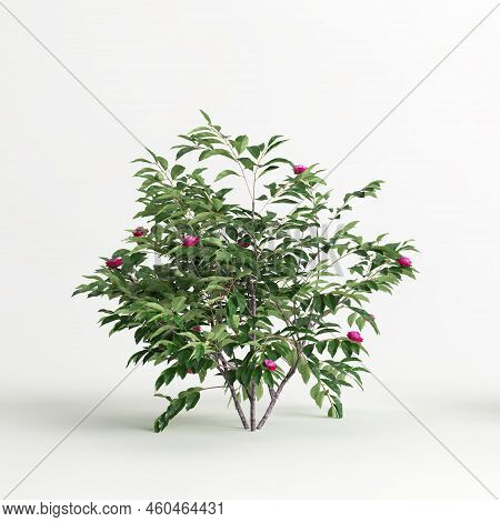 3d Illustration Of Camellia Sasanqua Isolated On White Background