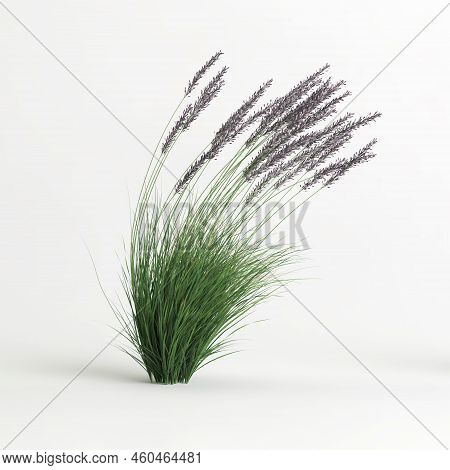 3d Illustration Of Molinia Caerulea Grass Isolated On White Background