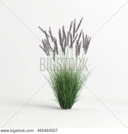 3d Illustration Of Molinia Caerulea Grass Isolated On White Background