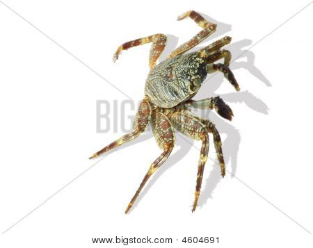 Krab een schaduw werpen