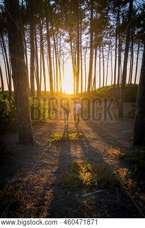 Surfers Walking Through The Pine Forest At Sunset On Top Of A Sand Dune In Maceda, Ovar - Portugal.
