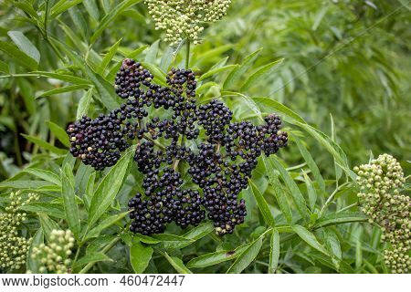 Dwarf Elder, Sambucus Ebulus Medicinal Plant With Black Berries Growing In The Summer, Autumn Garden