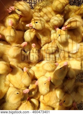 Many Little Yellow Young Ducks Close-up. Many Ducklings Top View. Livestock, Agribusiness, Domestic 