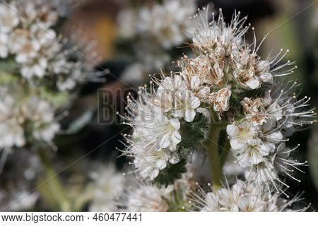 White Scorpioid Cymose Panicle Inflorescence Of Phacelia Imbricata, Boraginaceae, Native Perennial H