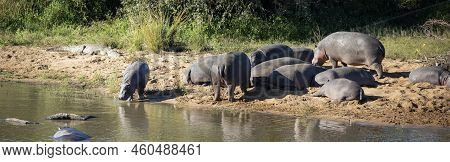 Panoramic View Of Common African Hippos Enjoying Their Wildlife On The Shore Of A Lake In The Africa