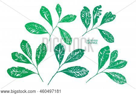Lemon Grunge Leaves Set. Citrus Plant Foliage. Tropical Flora. Exotic Leaf. Lemon, Lime, Orange Leav