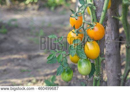 Yellow Oval Tomatoes Ripen On A Tassel On The Stem Of A Tomato Bush