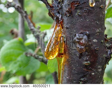 Amber Yellow Resin Drop. Resin On The Tree In Orchard. Orange Natural Resin On A Tree