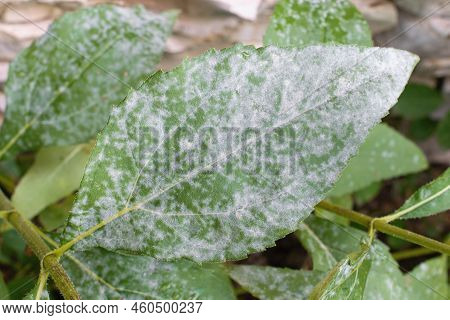 Detail Of Powdery Mildew, Plant Disease. Affected Plant In The Garden - False Sunflower