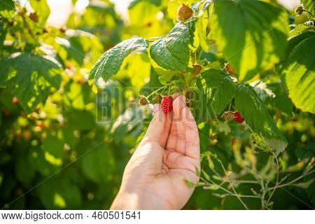 Branches Of Ripe Red Juicy Raspberry In Raspberry Self-picking Plantation In Czech Republic
