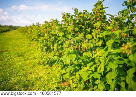 Branches Of Ripe Red Juicy Raspberry In Raspberry Self-picking Plantation In Czech Republic