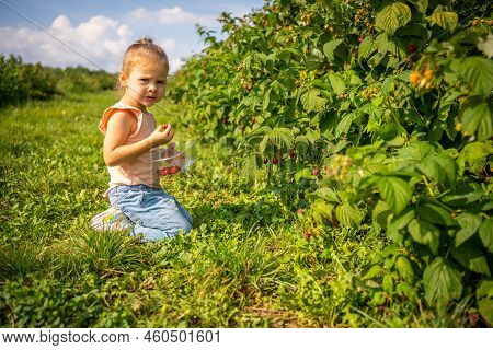 Little Girl Picking Raspberry In Raspberry Self-picking Plantation In Czech Republic