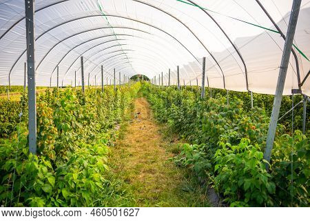 Branches Of Ripe Red Juicy Raspberry In Raspberry Self-picking Plantation In Czech Republic