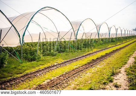 Branches Of Ripe Red Juicy Raspberry In Raspberry Self-picking Plantation In Czech Republic